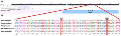 A Detoxification Enzyme for Apis mellifera Newly Characterized by Recombinant Expression: 10-Formyl Tetrahydrofolate Dehydrogenase